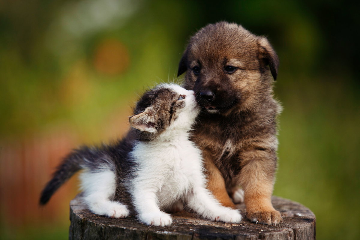 Hund und Katze – Tierkinder beim Schmusen