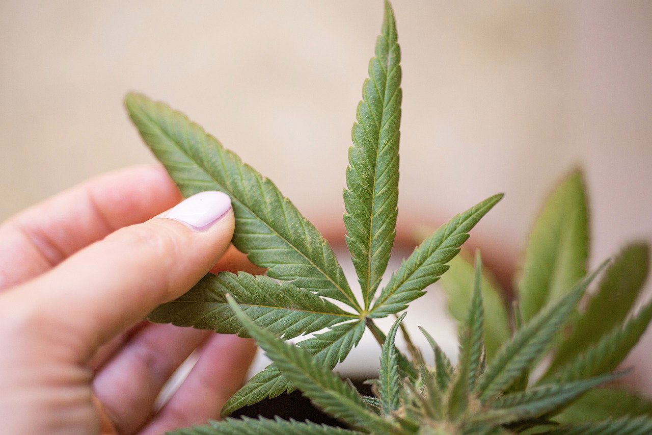 CBD: Eines der beliebtesten Naturprodukte überhaupt