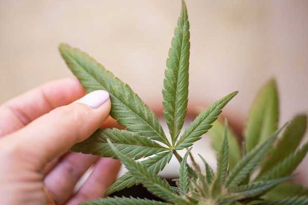 CBD: Eines der beliebtesten Naturprodukte überhaupt