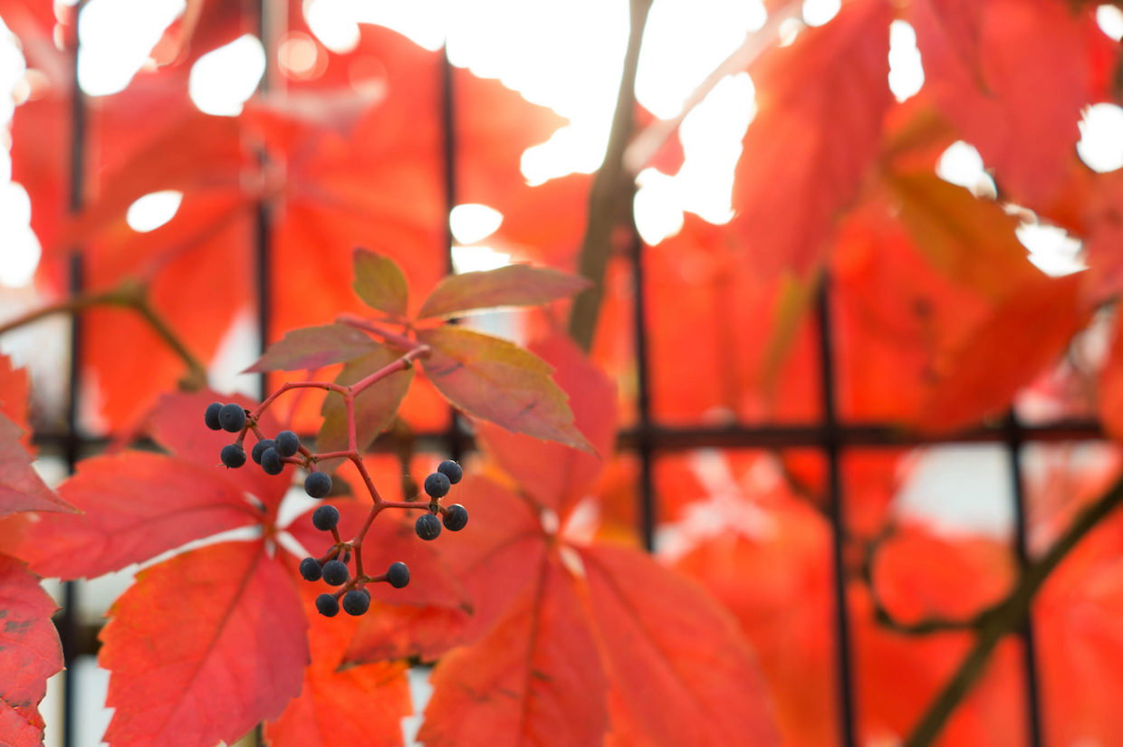 Veranstaltungstipps von den vinoa-Experten: Weinevents im Oktober