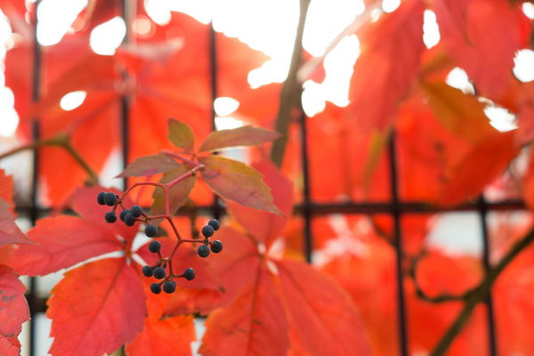 Veranstaltungstipps von den vinoa-Experten: Weinevents im Oktober