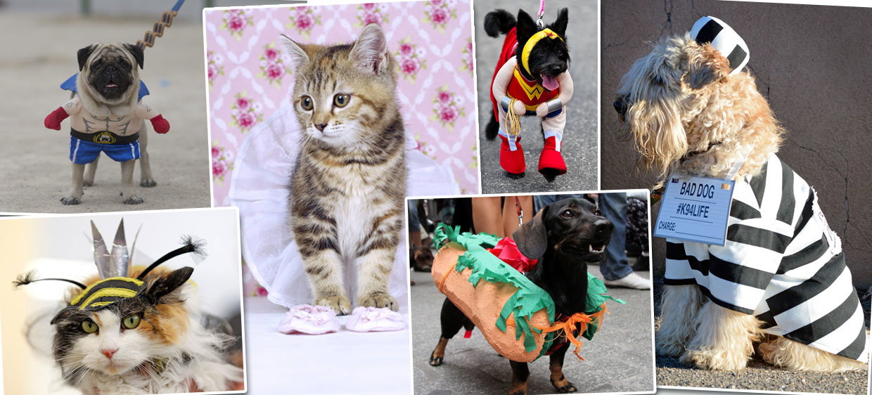 Tierisches Halloween: Die lustigsten Kostüme für Vierbeiner