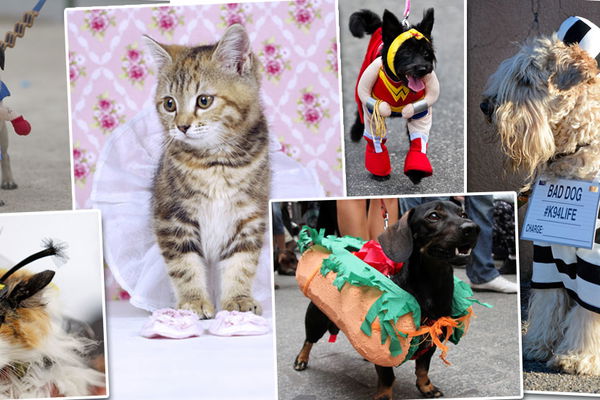 Tierisches Halloween: Die lustigsten Kostüme für Vierbeiner