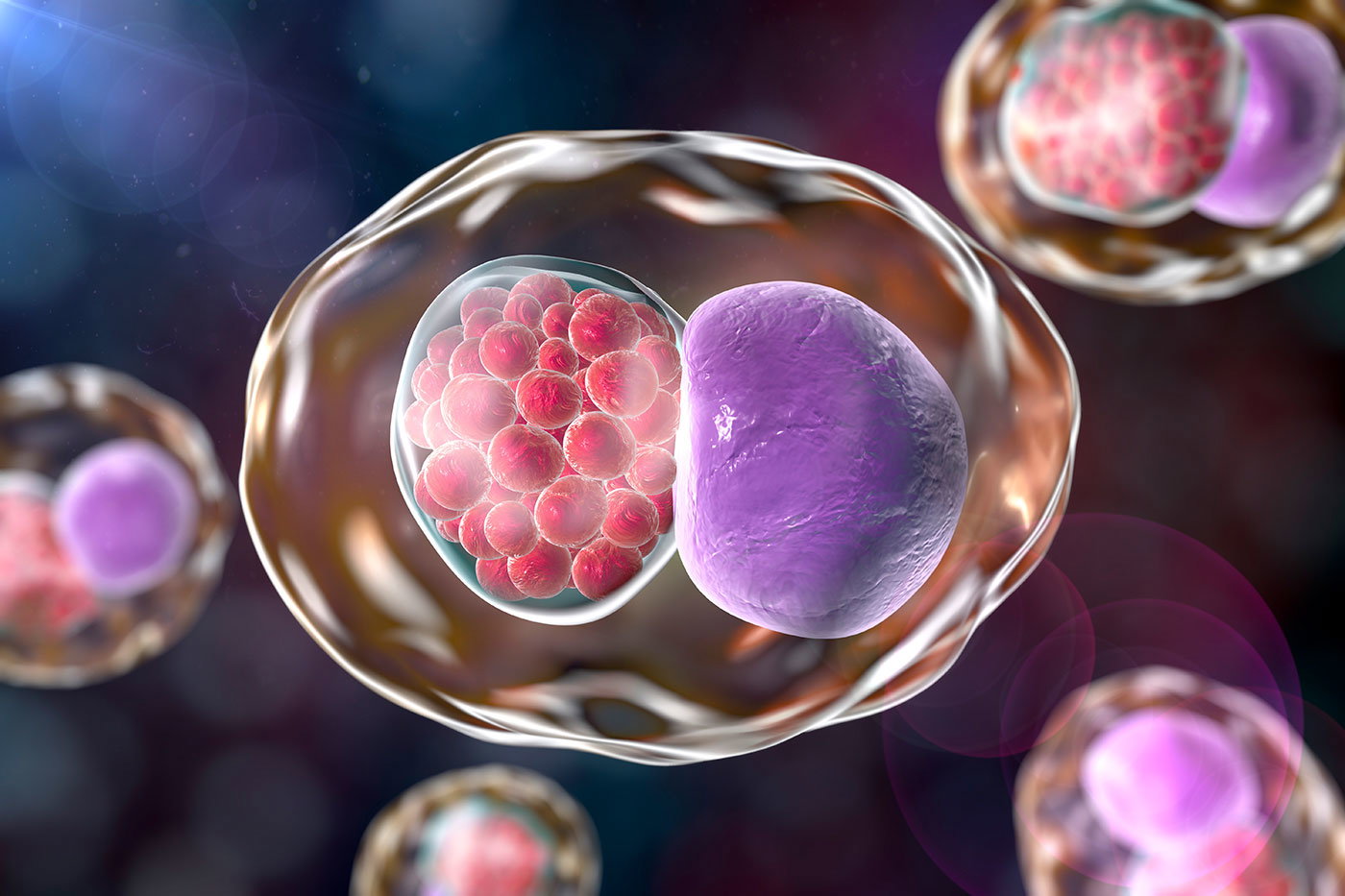 Chlamydien: Übertragung, Symptome und Therapie