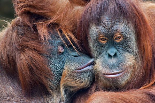 Internationaler Tag des Kusses: Zärtliche Küsse aus dem Reich der Tiere