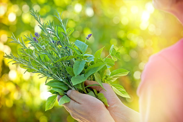 7 Naturheilmittel zum Selbermachen