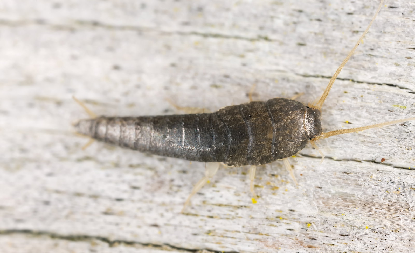 Silberfische loswerden: Diese 5 Hausmittel wirken effektiv