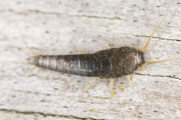 Silberfische loswerden: Diese 5 Hausmittel wirken effektiv