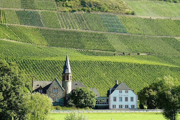 Weinwissen: Anbaugebiet Pfalz