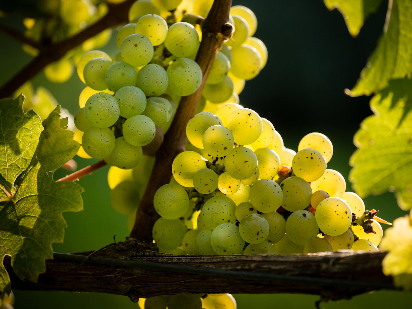 Weinwissen: Superstar Riesling