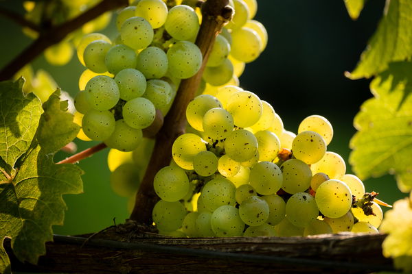 Weinwissen: Superstar Riesling